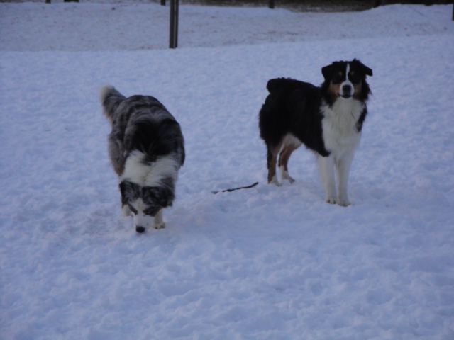 les aussies dans la neige